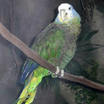 St. Vincent Parrot